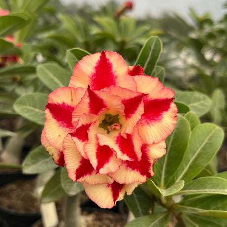 Rosa do Deserto - GM GRATIDÃO - Gm Rosa Do Deserto