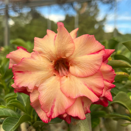 Rosa do Deserto - GM LU ( PERFUMADA ) - Gm Rosa Do Deserto