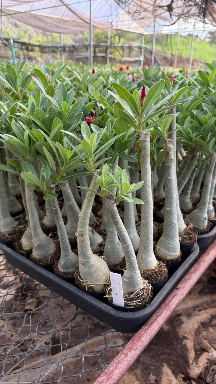 Rosa do Deserto - GM MISS BRASIL - Gm Rosa Do Deserto