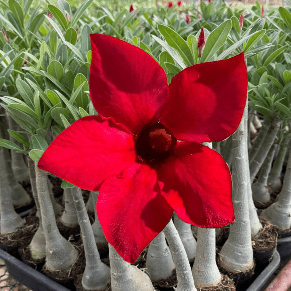 Rosa do Deserto - GM MISS BRASIL - Gm Rosa Do Deserto