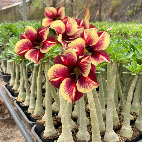 Rosa do Deserto - GM OFELIA - Gm Rosa Do Deserto