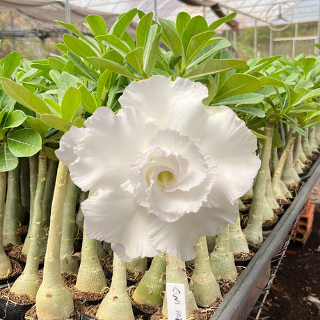 Rosa do Deserto - GM PAZ - Gm Rosa Do Deserto