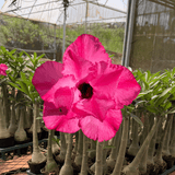 Rosa do Deserto - GM PENELOPE CHARMOSA - Gm Rosa Do Deserto