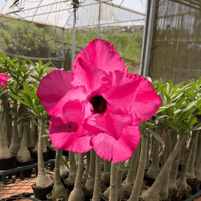 Rosa do Deserto - GM PENELOPE CHARMOSA - Gm Rosa Do Deserto