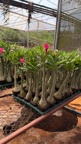 Rosa do Deserto - GM PENELOPE CHARMOSA - Gm Rosa Do Deserto