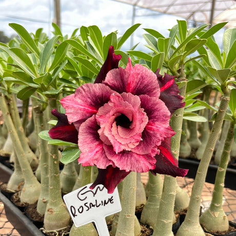 Rosa do Deserto - GM ROSALINE - Gm Rosa Do Deserto