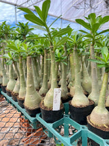 Rosa do Deserto - GM SAKURA ( PERFUMADA ) - Gm Rosa Do Deserto