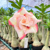 Rosa do Deserto - GM SAKURA ( PERFUMADA ) - Gm Rosa Do Deserto