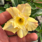 Rosa do Deserto - GM SOWILO - Gm Rosa Do Deserto