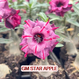 Rosa do Deserto - GM STAR APPLE - Gm Rosa Do Deserto