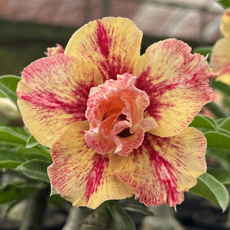 Rosa do Deserto - GM SUNSHINE ( PERFUMADA ) - Gm Rosa Do Deserto