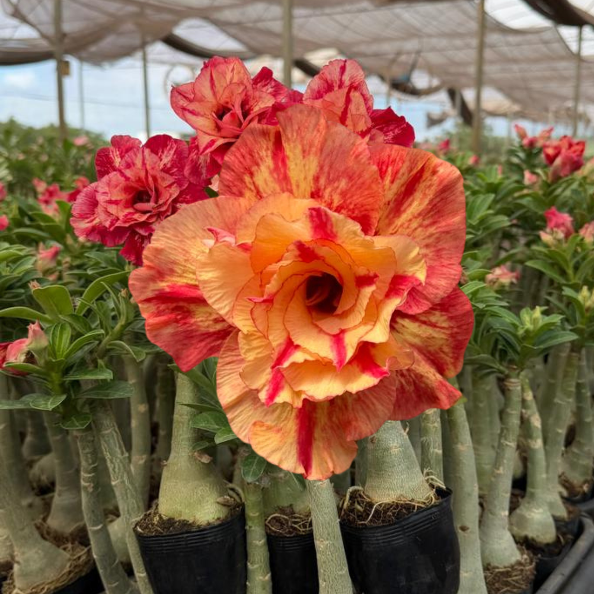 Rosa do Deserto - JULIUS CAESAR - Gm Rosa Do Deserto