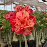 Rosa do Deserto - JULIUS CAESAR - Gm Rosa Do Deserto