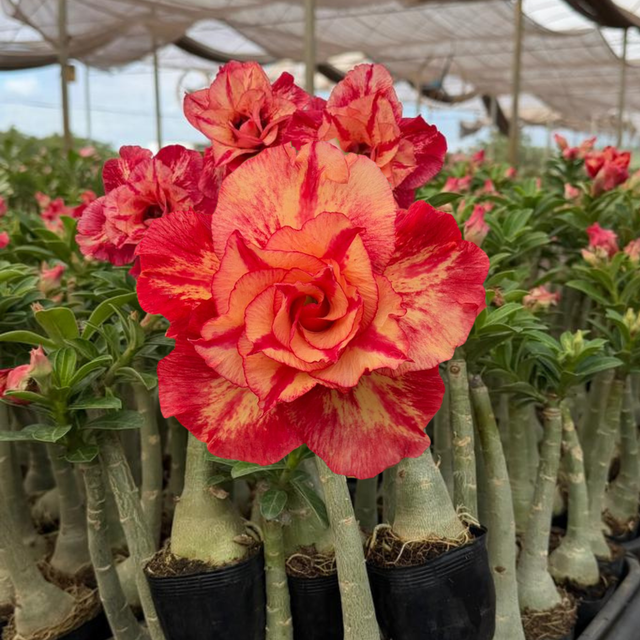 Rosa do Deserto - JULIUS CAESAR - Gm Rosa Do Deserto