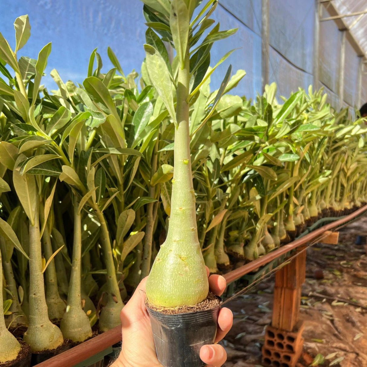 Rosa do Deserto - Kit COM 20 UN PORTA ENXERTO ( CAVALOS ) 20CM ACIMA - Gm Rosa Do Deserto