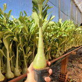 Rosa do Deserto - Kit COM 20 UN PORTA ENXERTO ( CAVALOS ) 20CM ACIMA - Gm Rosa Do Deserto