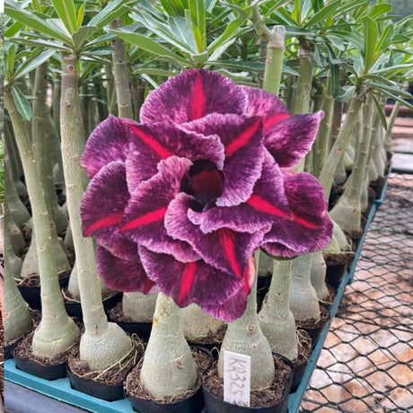 “Rosa do deserto (Adenium) com flor grande e dobrada em tons de roxo escuro e vinho, com veios vermelhos intensos em formato de estrela no centro. A planta está enxertada, com caudex claro e robusto, posicionada em bandeja junto a outros enxertos em ambiente de viveiro.