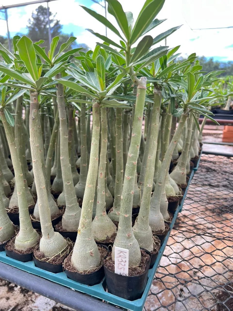 Rosa do Deserto - KR 325 - Gm Rosa Do Deserto