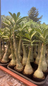 Rosa do Deserto - L42 - Gm Rosa Do Deserto