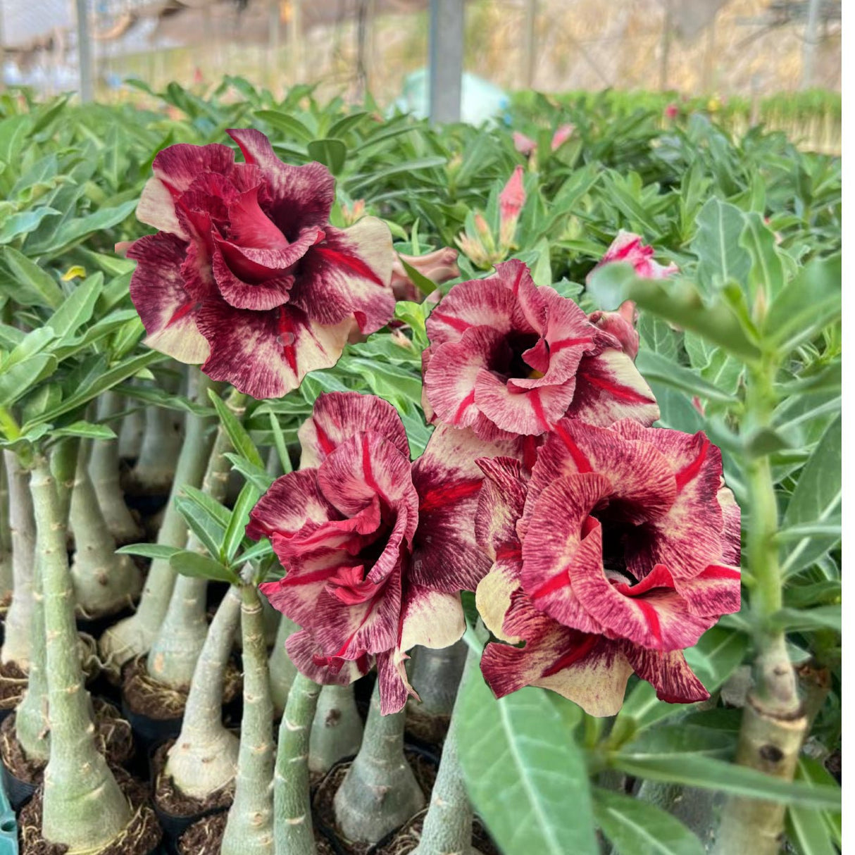 Rosa do Deserto - LEGANCY - Gm Rosa Do Deserto