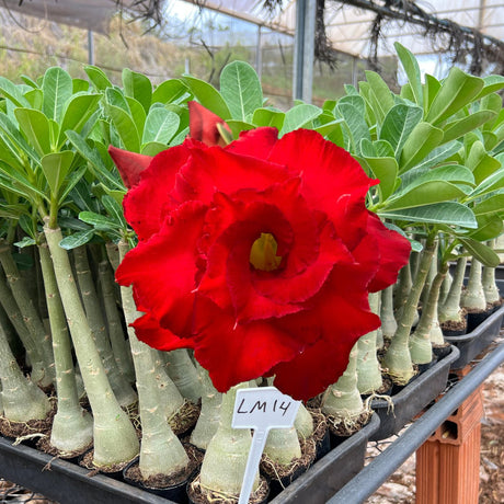 Rosa do Deserto - LM 14 - Gm Rosa Do Deserto