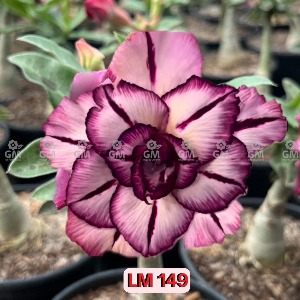  - Rosa do Deserto - LM 149 - Gm Rosa Do Deserto