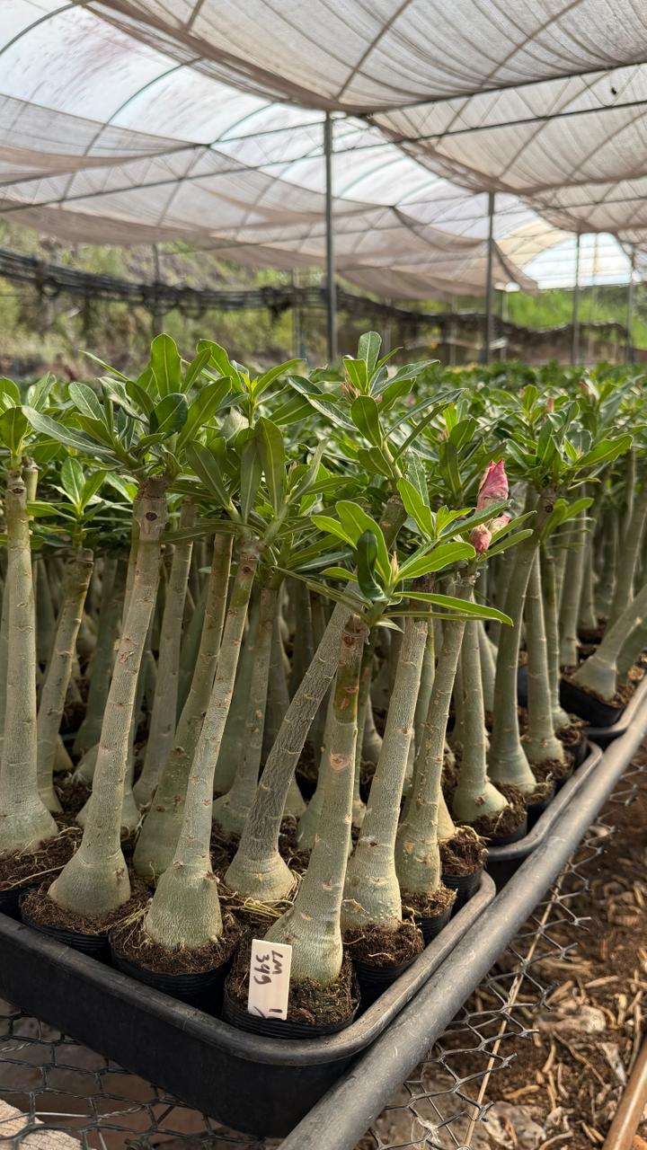 Rosa do Deserto - LM 349 - Gm Rosa Do Deserto