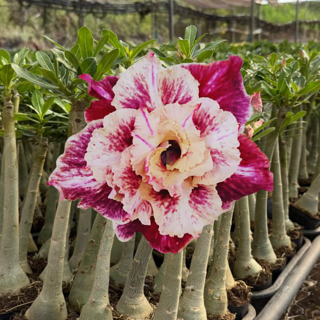 Rosa do Deserto - LM 349 - Gm Rosa Do Deserto