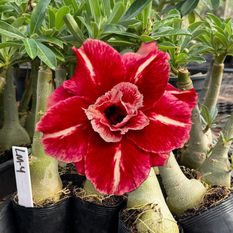 Rosa do Deserto - LM 4 - Gm Rosa Do Deserto