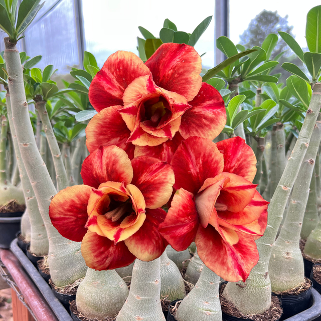 Rosa do Deserto - LM 58 - Gm Rosa Do Deserto