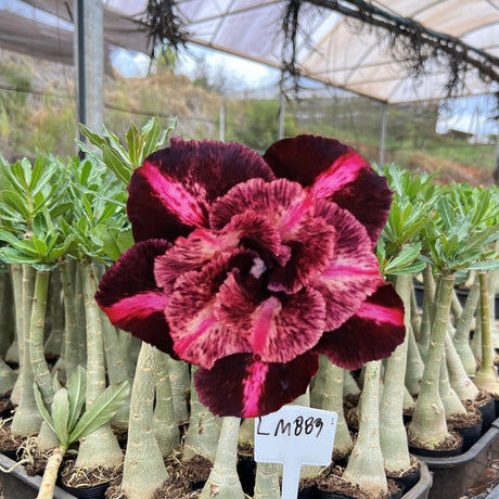 Rosa do Deserto - LM 889 - Gm Rosa Do Deserto