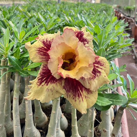 Rosa do Deserto - MAGICIAN II - Gm Rosa Do Deserto