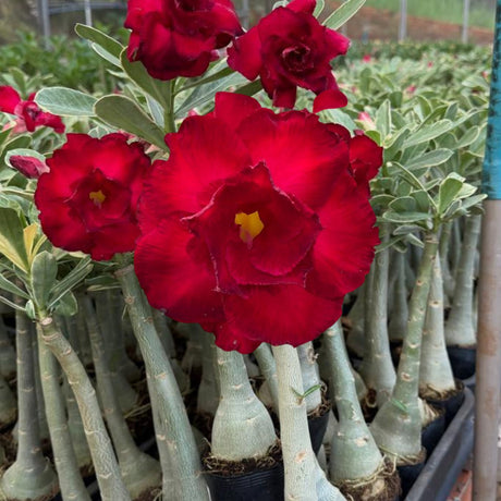 Rosa do Deserto - MEETING LOVE ( VARIEGATA ) - Gm Rosa Do Deserto