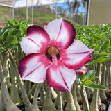 Rosa do Deserto - MINEIRA - Gm Rosa Do Deserto