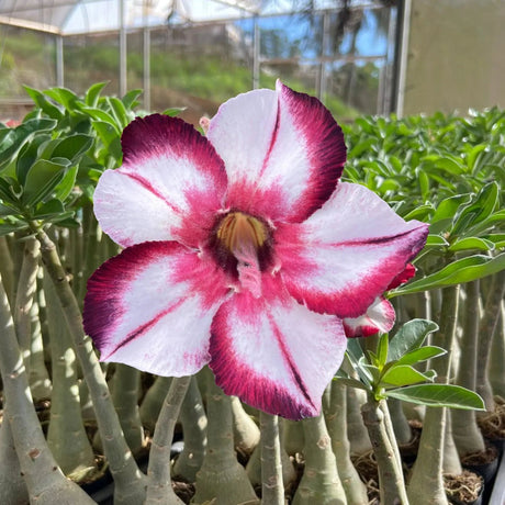 Rosa do Deserto - MINEIRA - Gm Rosa Do Deserto