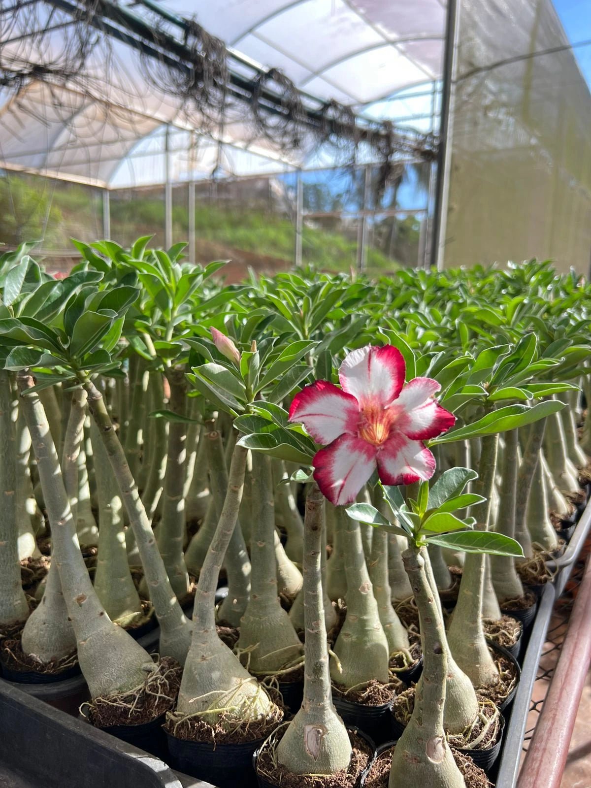 Rosa do Deserto - MINEIRA - Gm Rosa Do Deserto