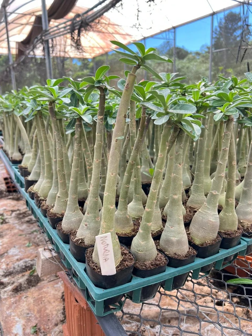 Rosa do Deserto noturna com flor escura em tom vinho e pétalas aveludadas