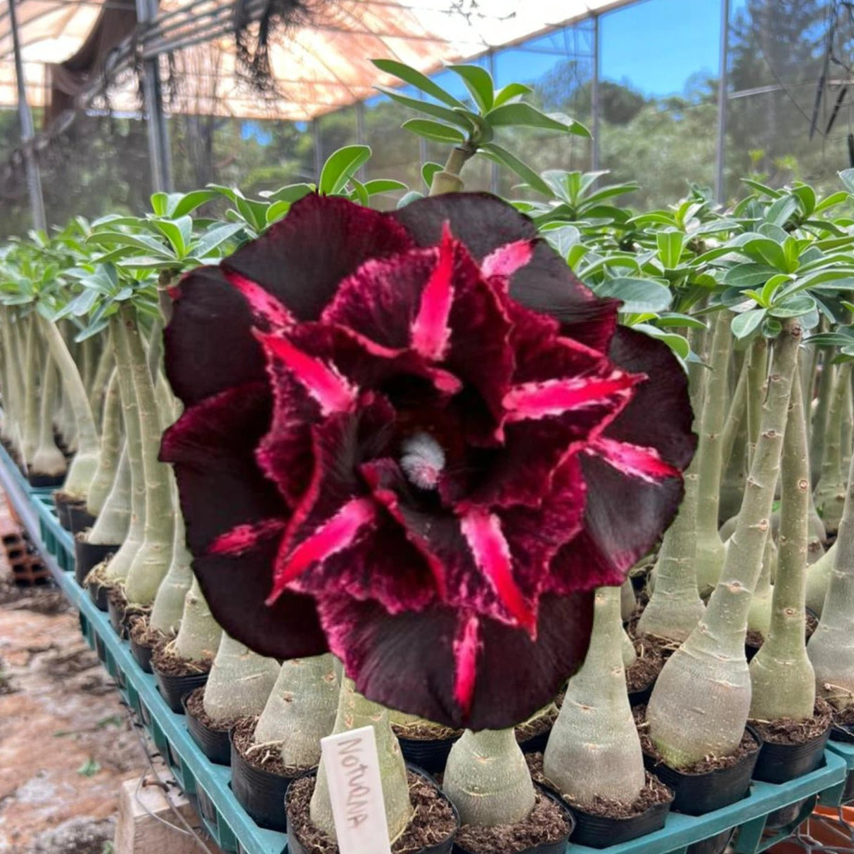 Rosa do Deserto noturna com flor escura em tom vinho e pétalas aveludadas