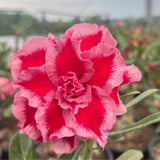 Rosa do Deserto - ODALISCA - Gm Rosa Do Deserto