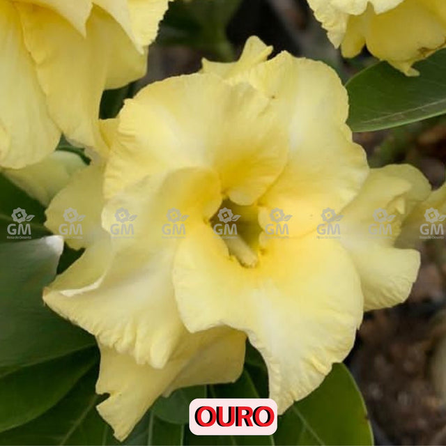  - Rosa do Deserto - OURO - Gm Rosa Do Deserto