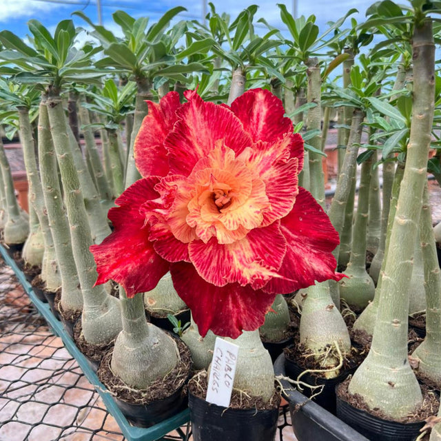 Rosa do Deserto - PABLO CHARLES - Gm Rosa Do Deserto