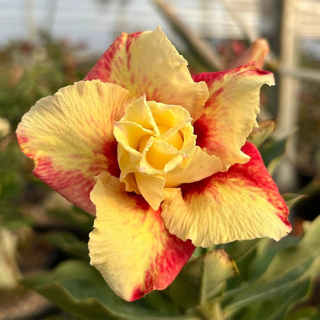 Rosa do Deserto - PALOMA BERNARDI - Gm Rosa Do Deserto