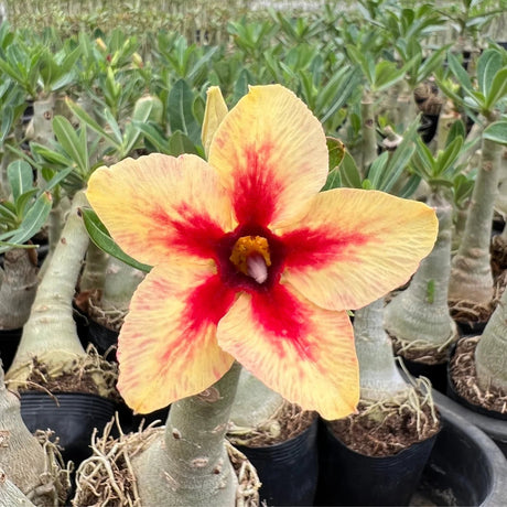 Rosa do Deserto - QUIABO - Gm Rosa Do Deserto