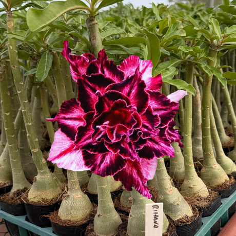 MAIS VENDIDOS – Gm Rosa Do Deserto