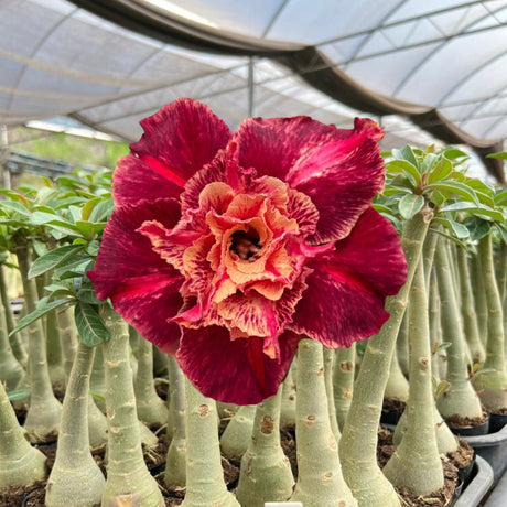 Rosa do Deserto - THAIS - Gm Rosa Do Deserto