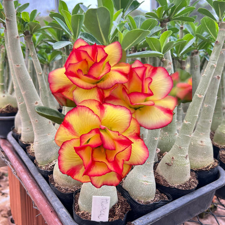 Rosa do Deserto - TROPICAL - Gm Rosa Do Deserto