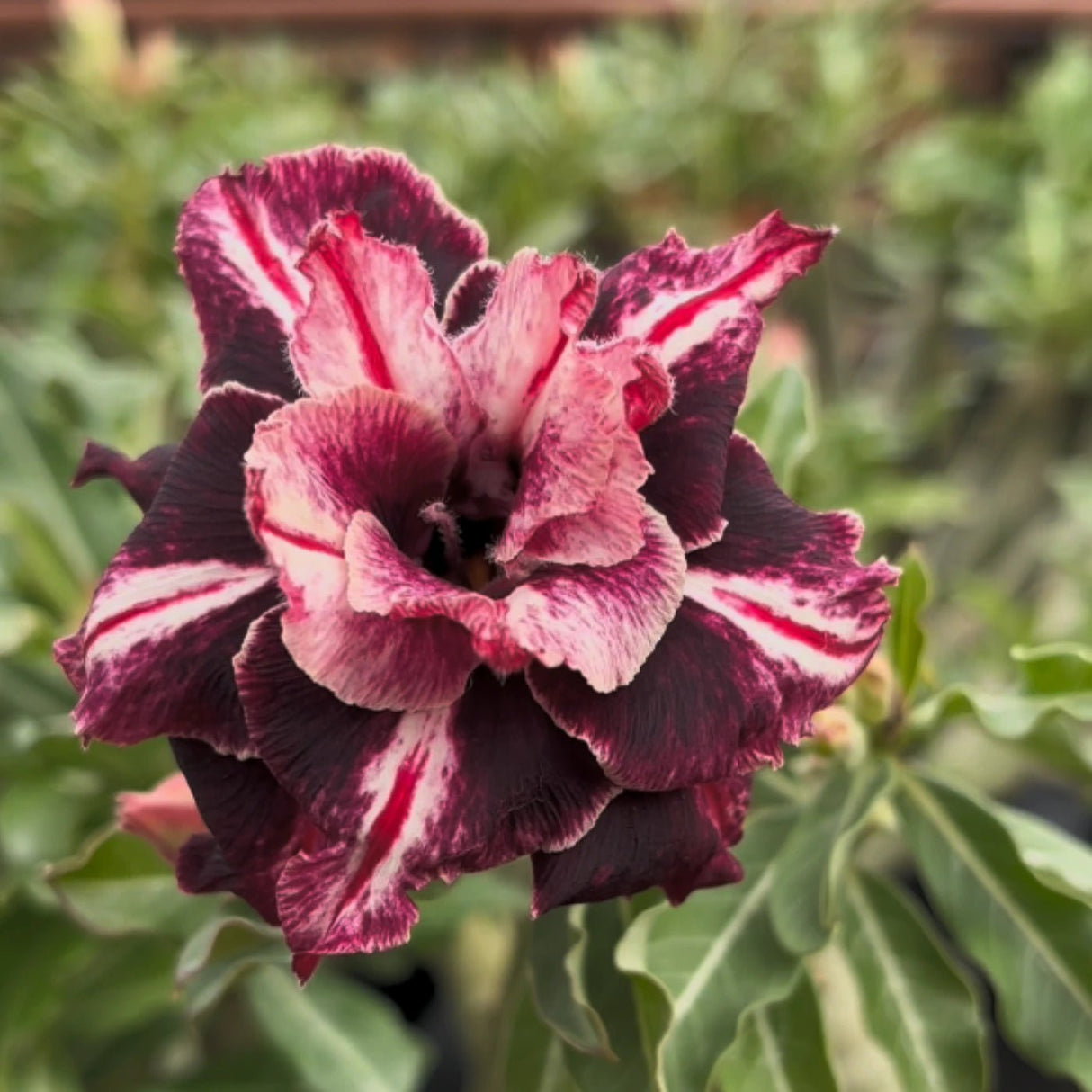 Rosa do Deserto - TS 550 - Gm Rosa Do Deserto