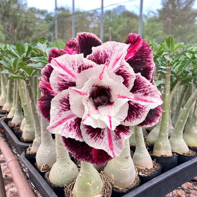 Rosa do Deserto - TS - LIZ ( PERFUMADA ) - Gm Rosa Do Deserto