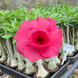 Rosa do Deserto - TW 4 - Gm Rosa Do Deserto