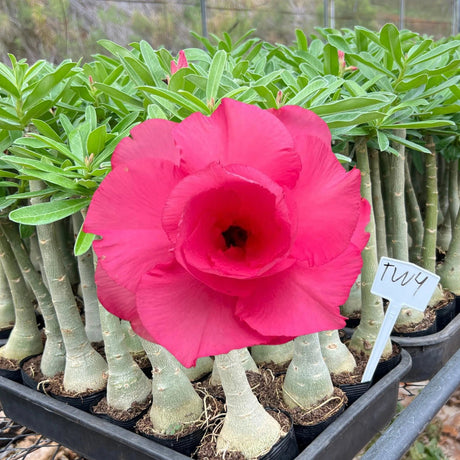 Rosa do Deserto - TW 4 - Gm Rosa Do Deserto